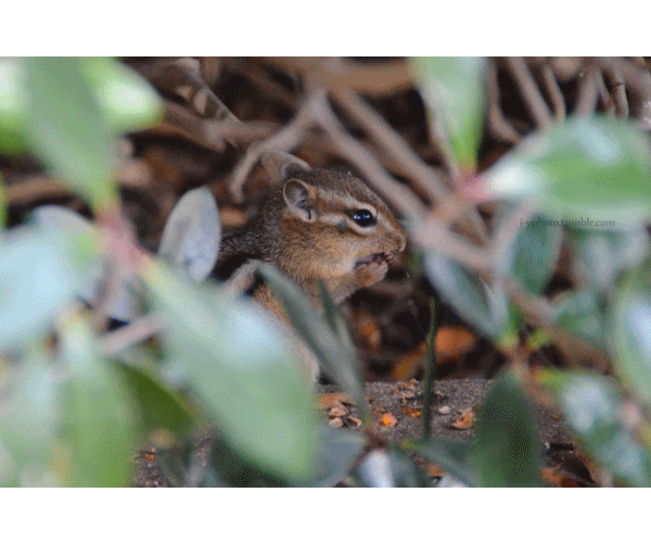 chipmunk-animals-free-animated-gifs-gameznet 039.gif